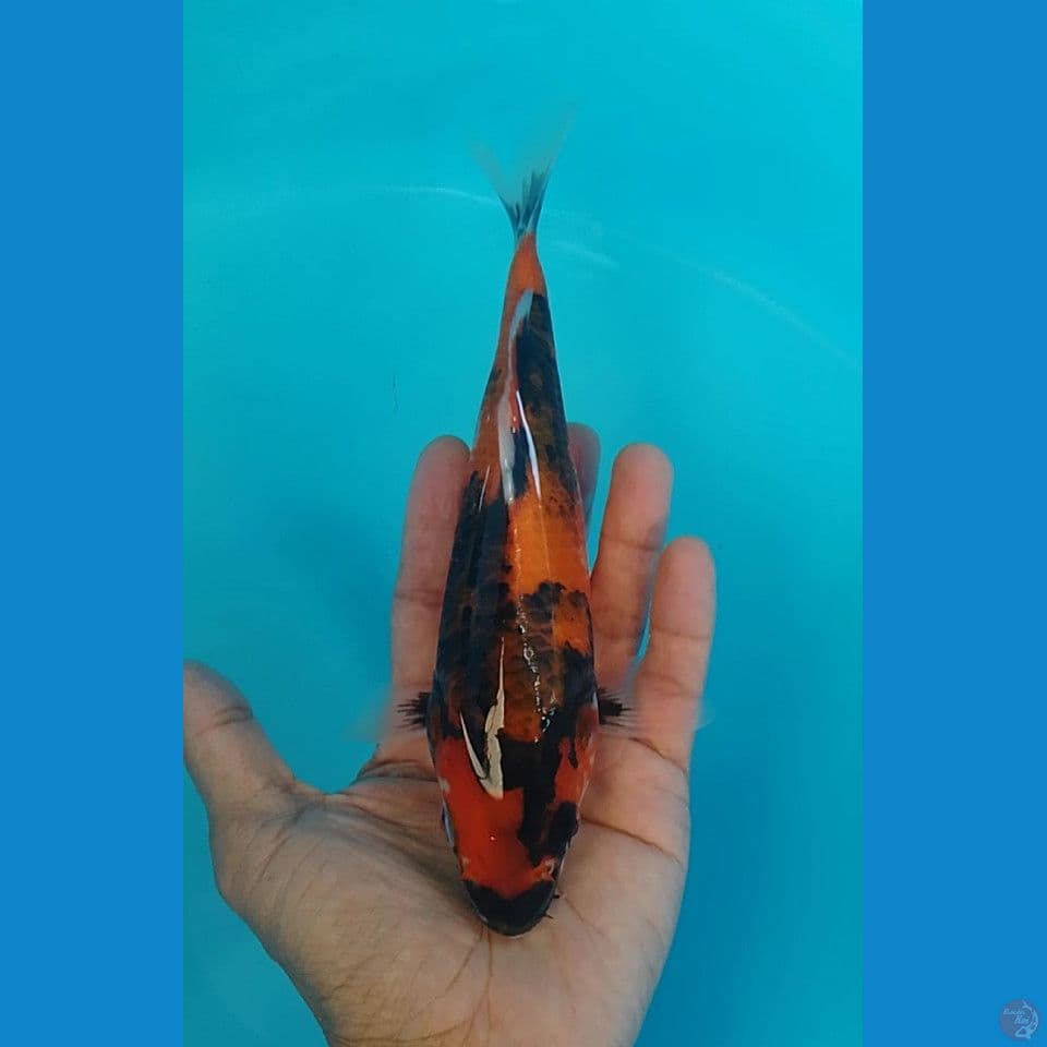 kg hi showa 21cm