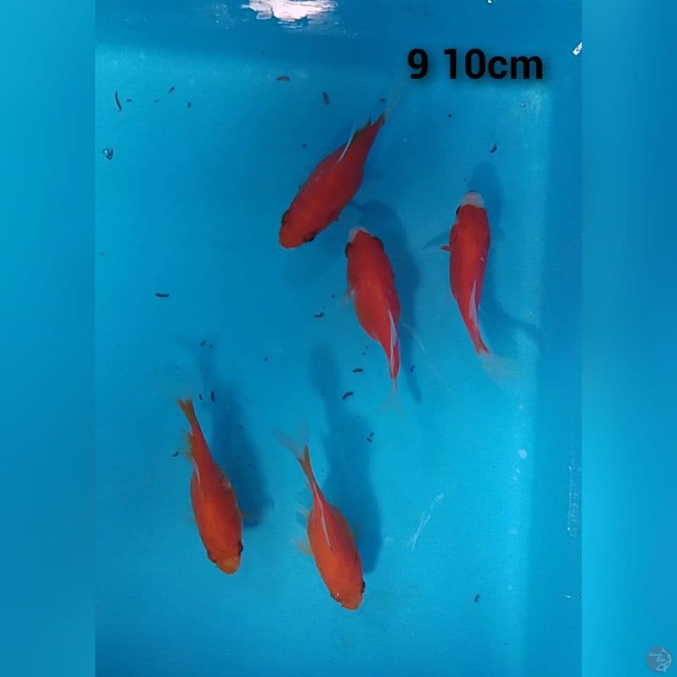 tamasaba sodtail 9 10cm