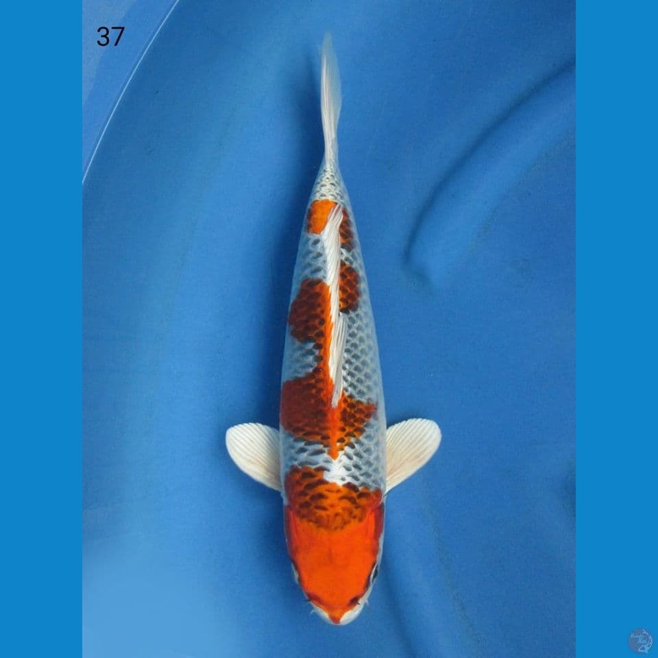 37cm male - Kujaku SQ