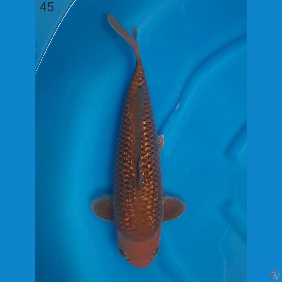 47cm male - tembaga Chagoi Gindrin