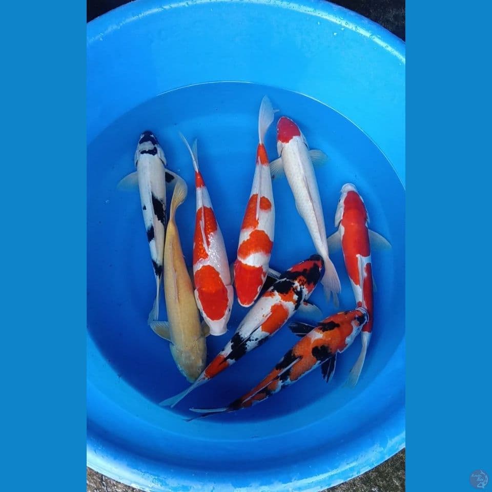mix 8 ek 37-40cm