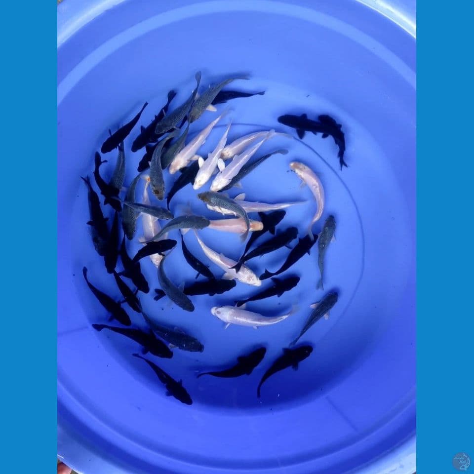50 ekor mix karasu