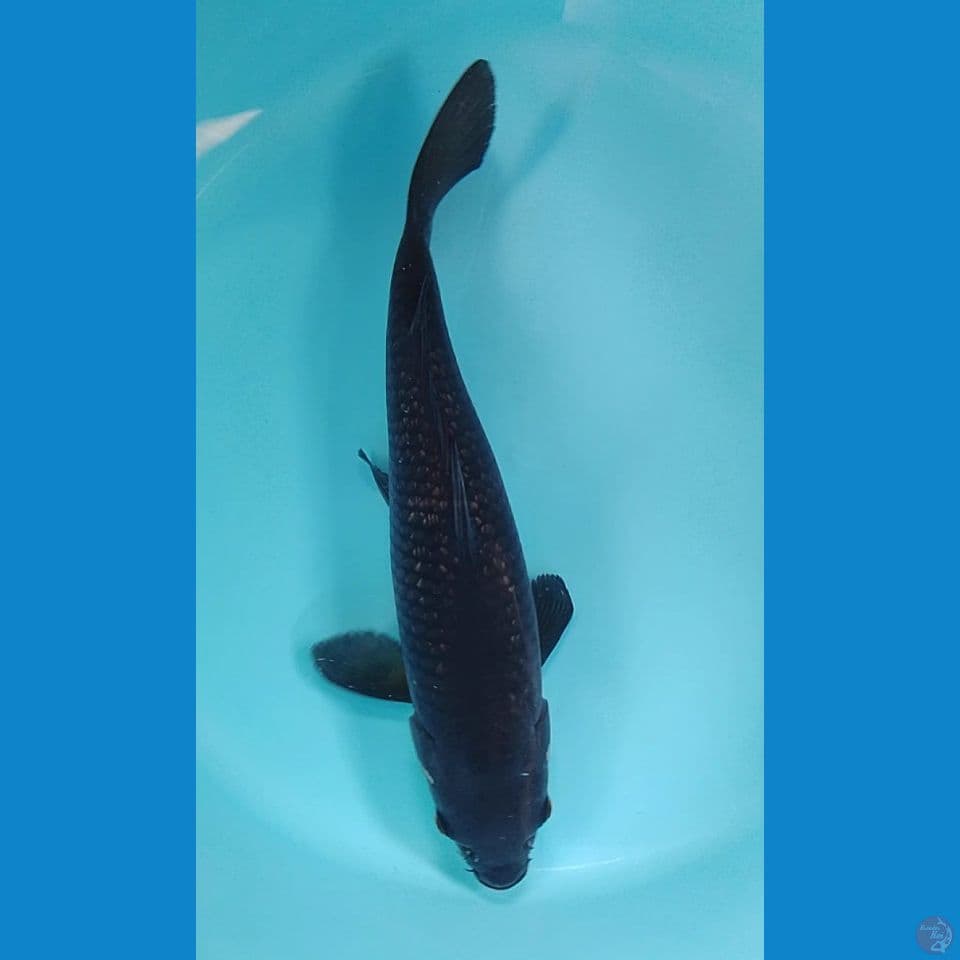 karasu 45cm