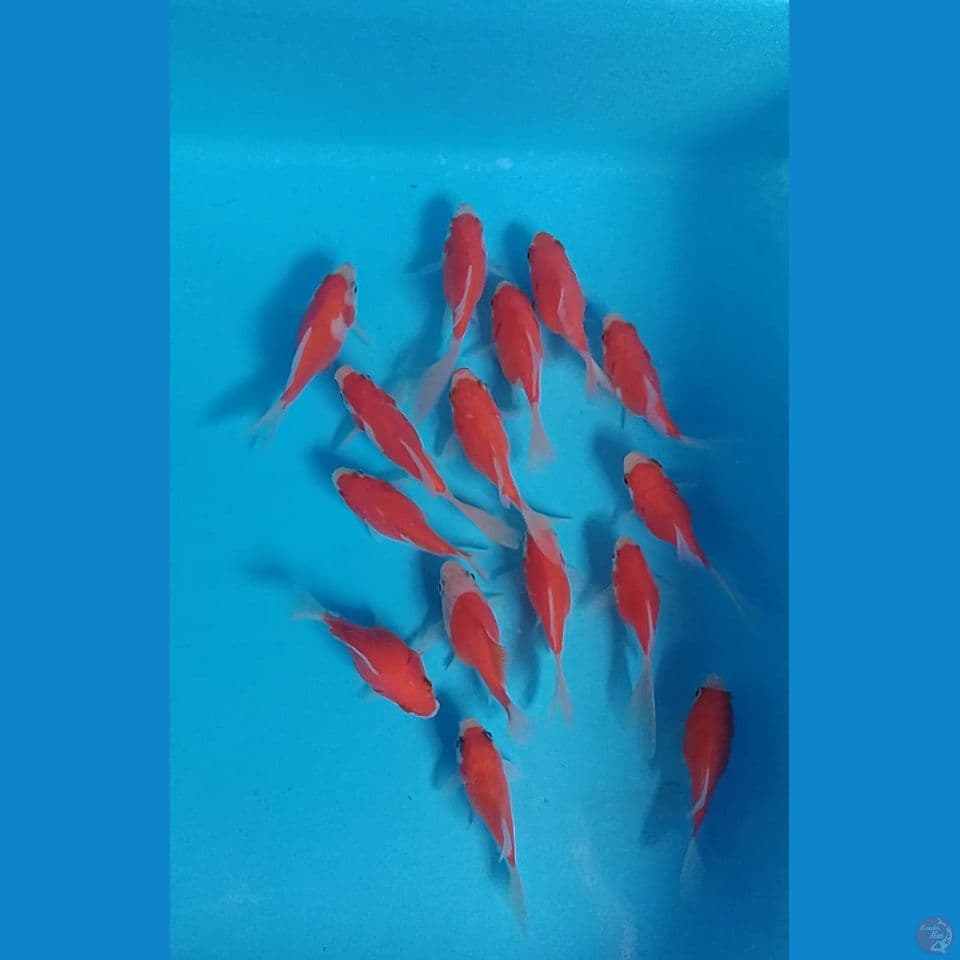 tamasaba 7 9cm