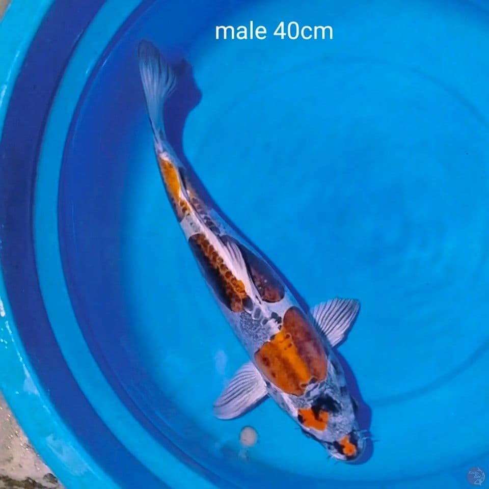 benikiko male 40cm