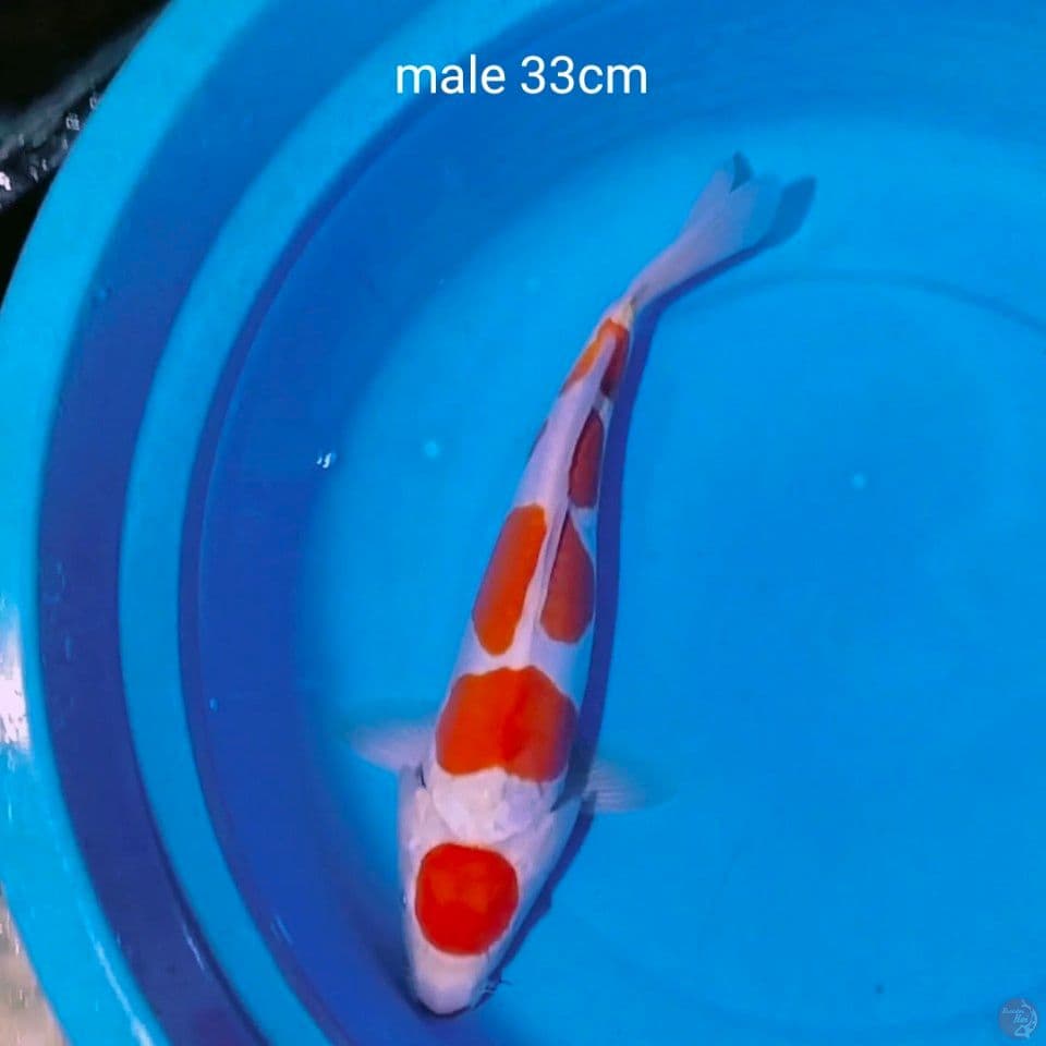 maruten pure kohaku 35cm male