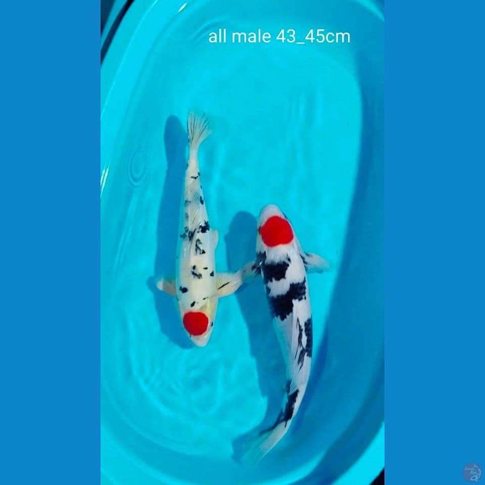 orijinal male tanco 43_45cm