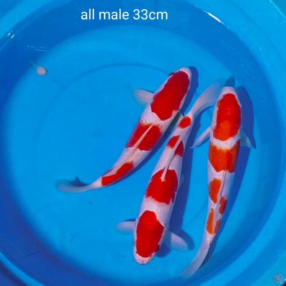super kohaku all male 33cm(Bodline AKF)