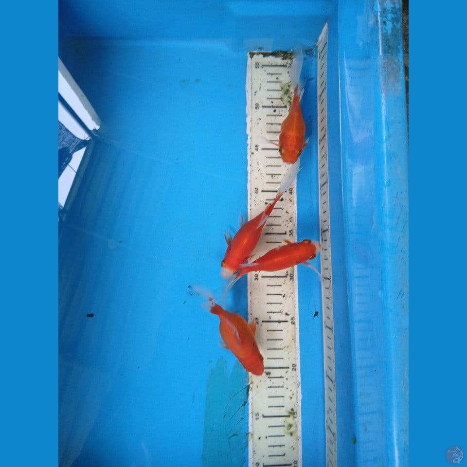 tamasaba 14cm