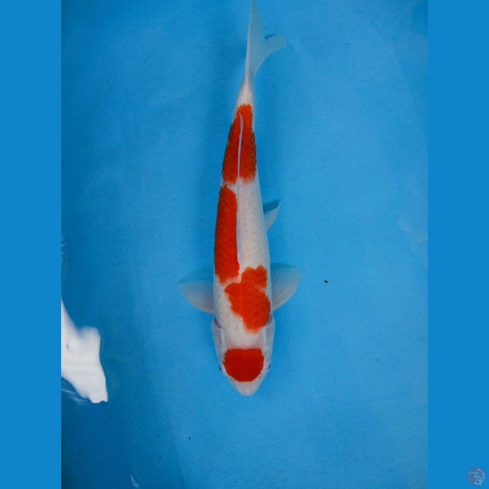 kohaku 42cm
