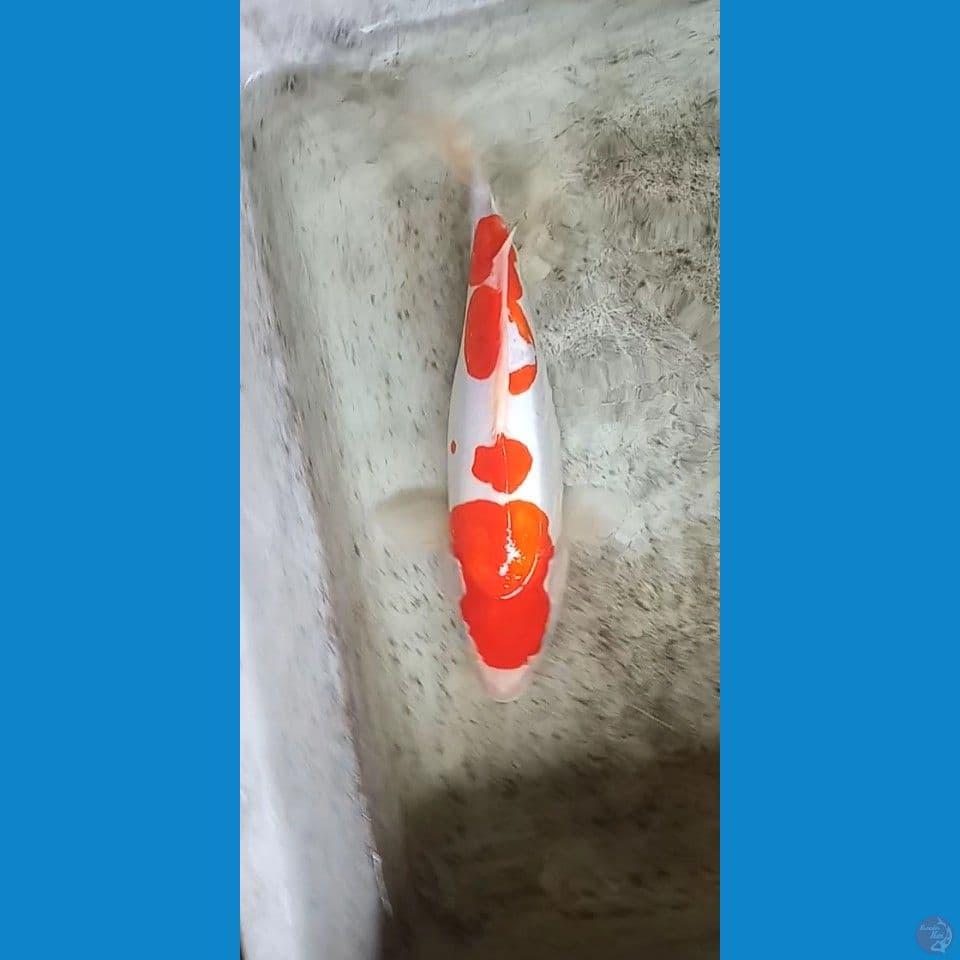 kohaku doitsu murni 33cm