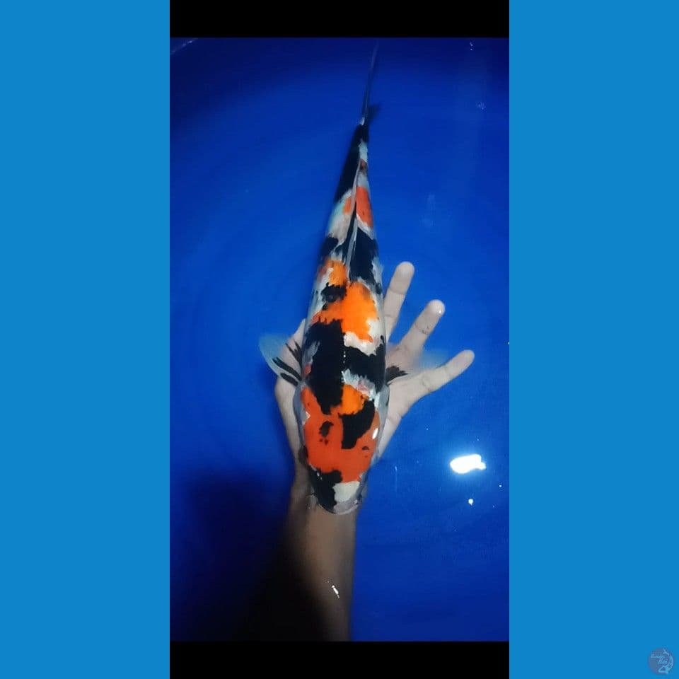 spesial lebaran showa ki naruto 40cm male