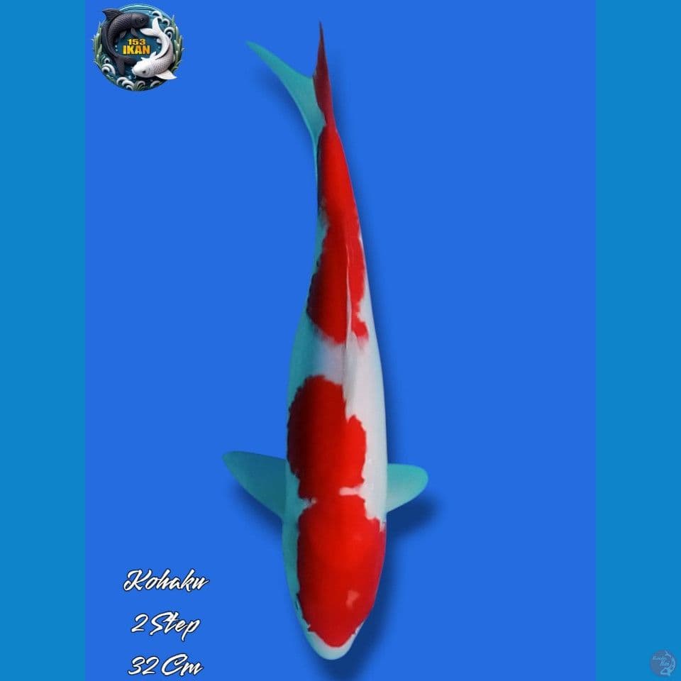 Kohaku 2 Step