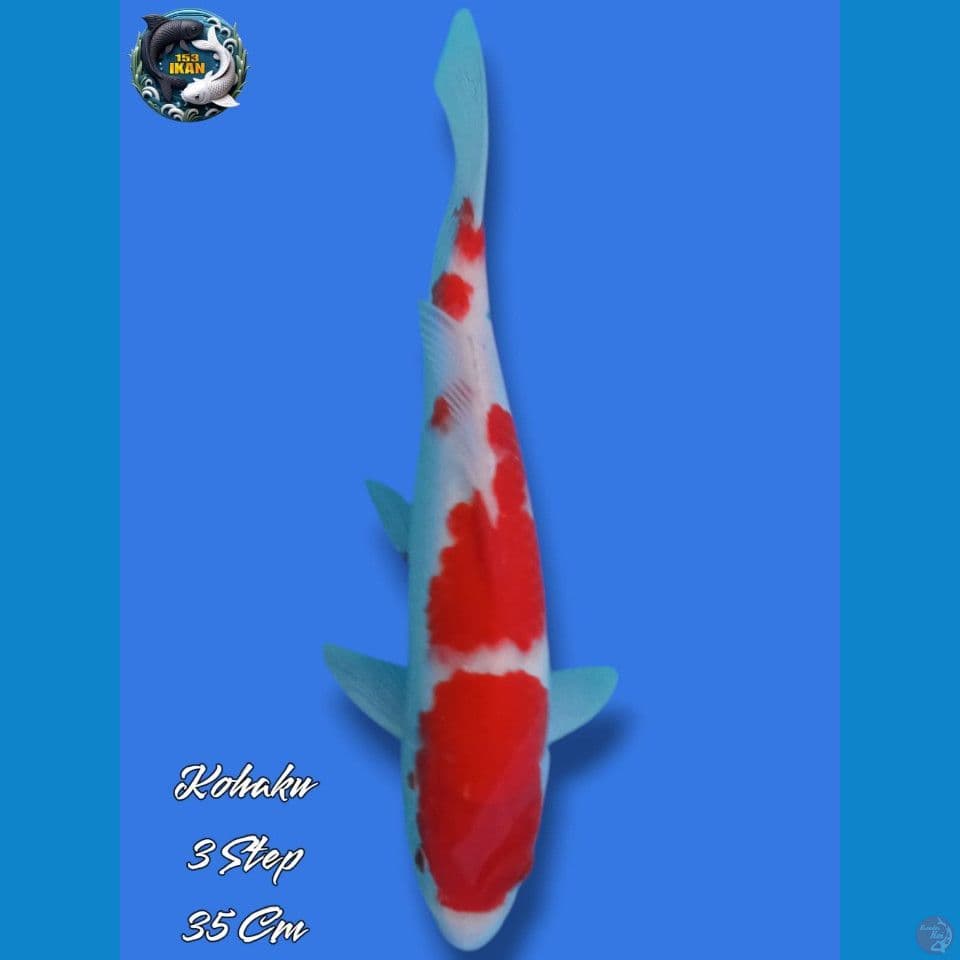 Kohaku 3 Step