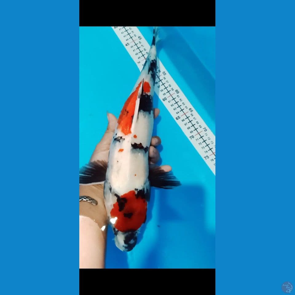 Showa 43 cm