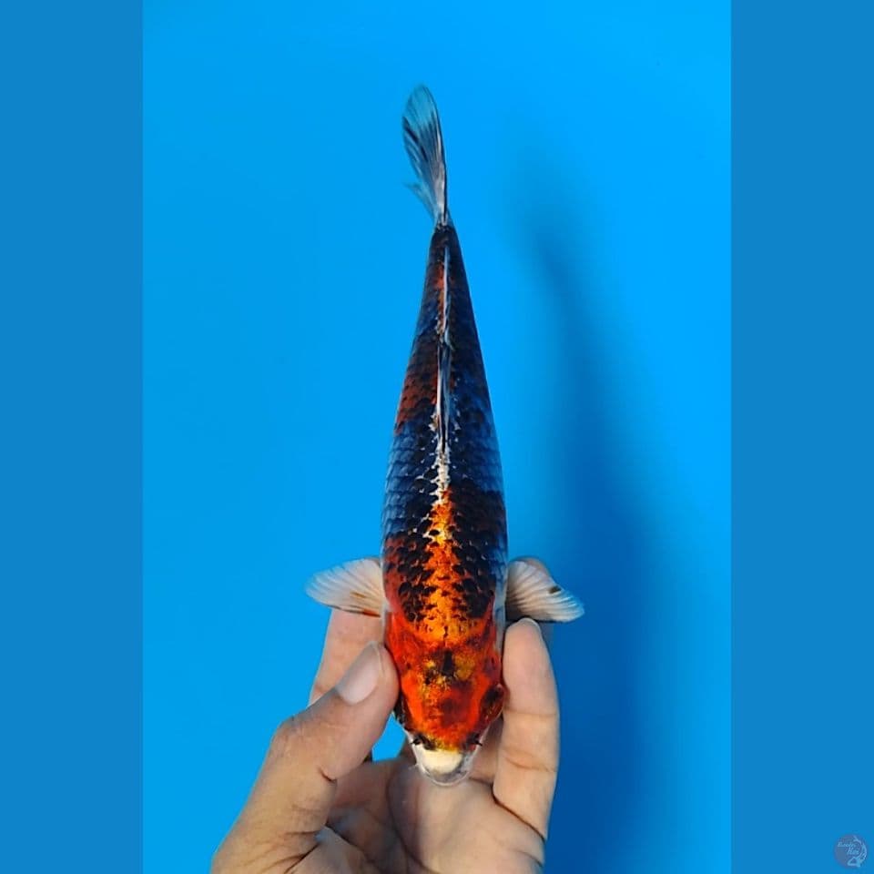 beni gingga 20cm