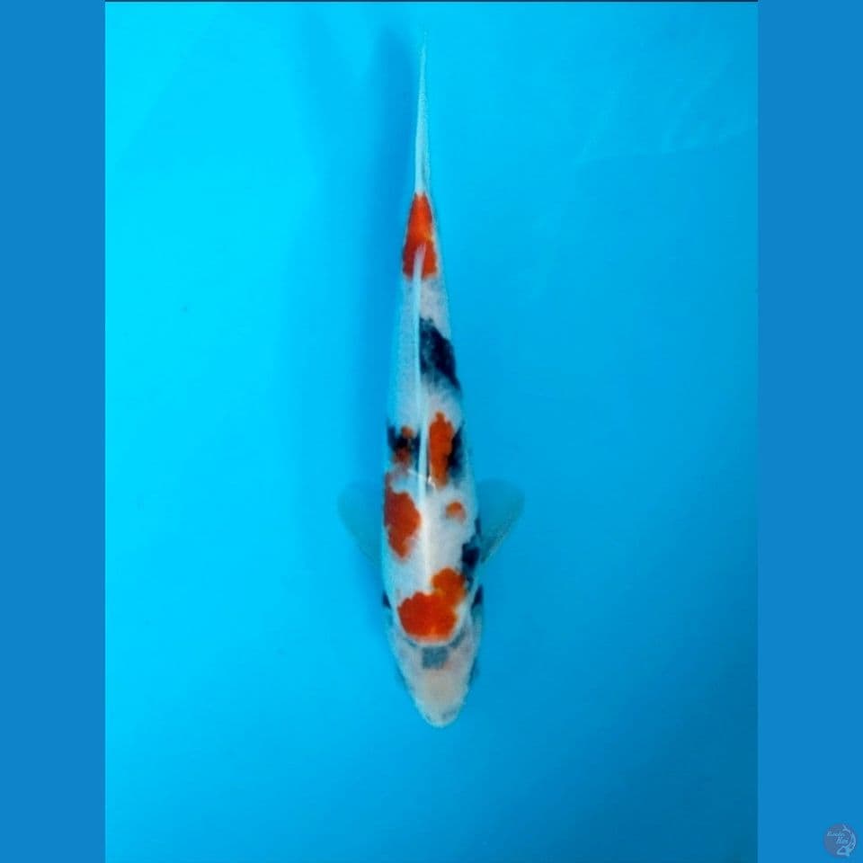 Kindai Showa