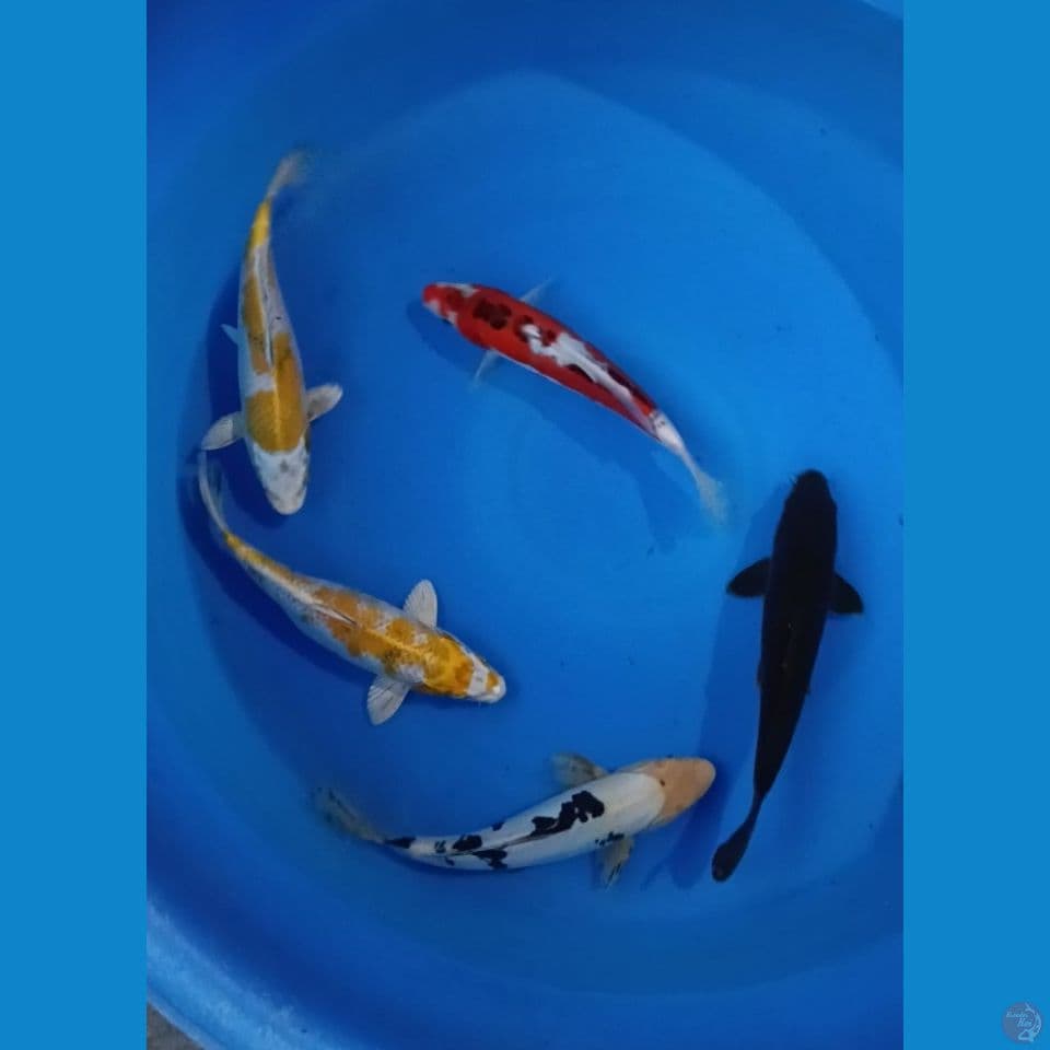 5 ek.antikan 26-27cm