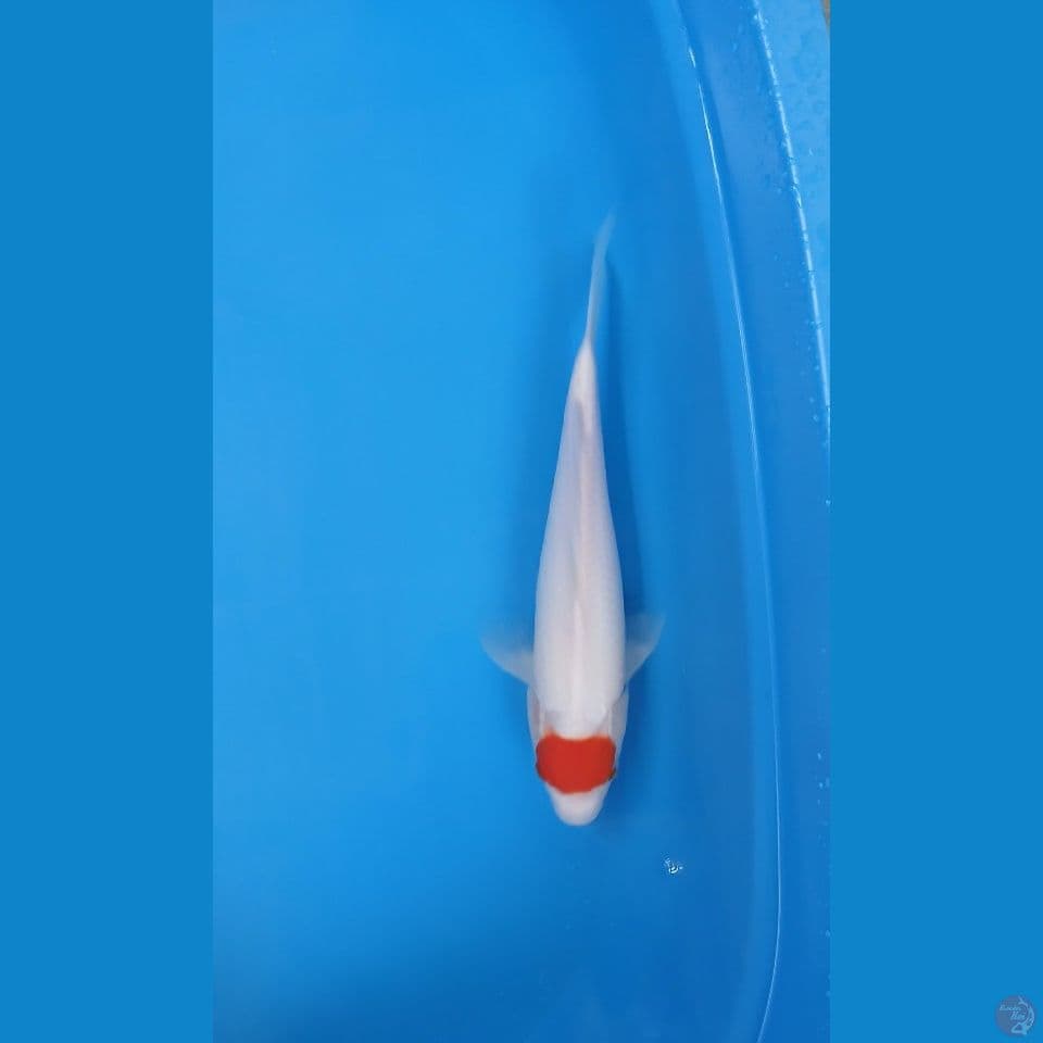 tancho 33cm