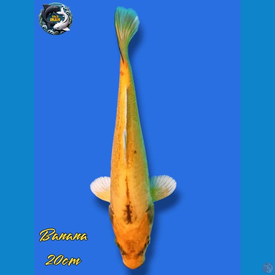 Banana