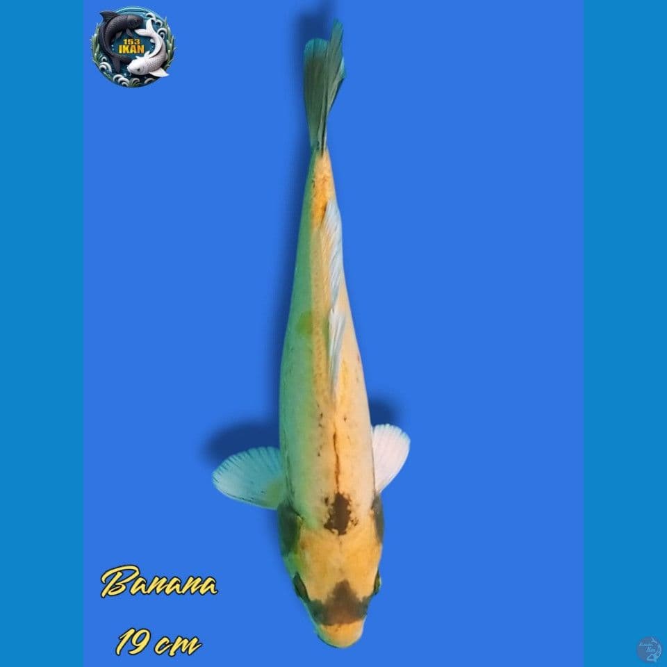 Banana