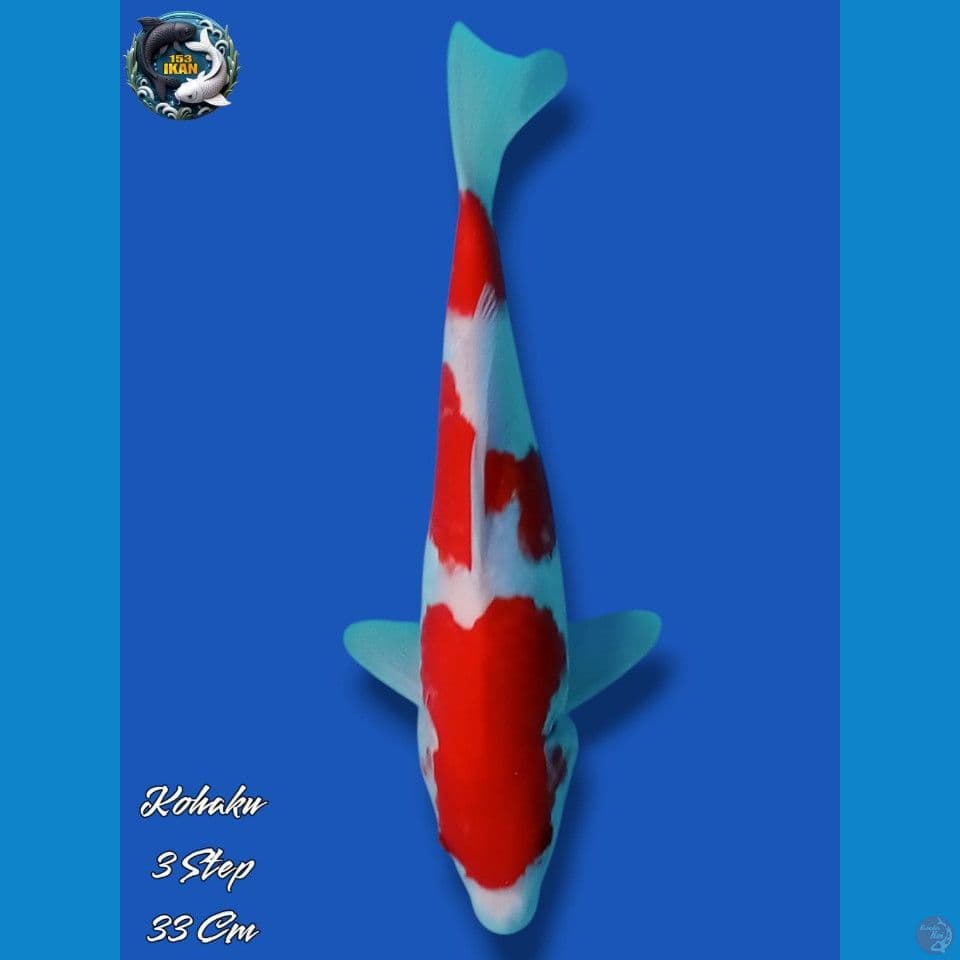 Kohaku 3 Step