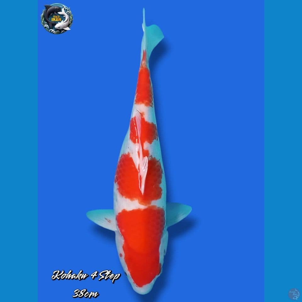Kohaku 4 Step