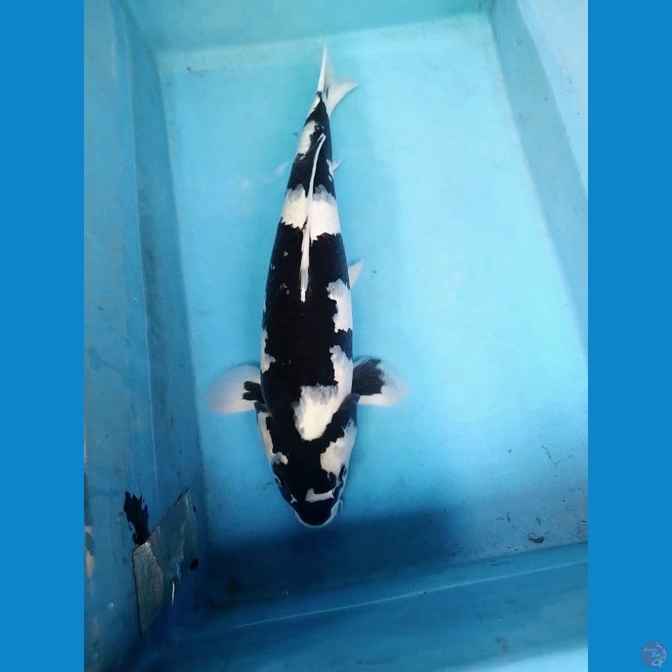 siro josss 51 cm