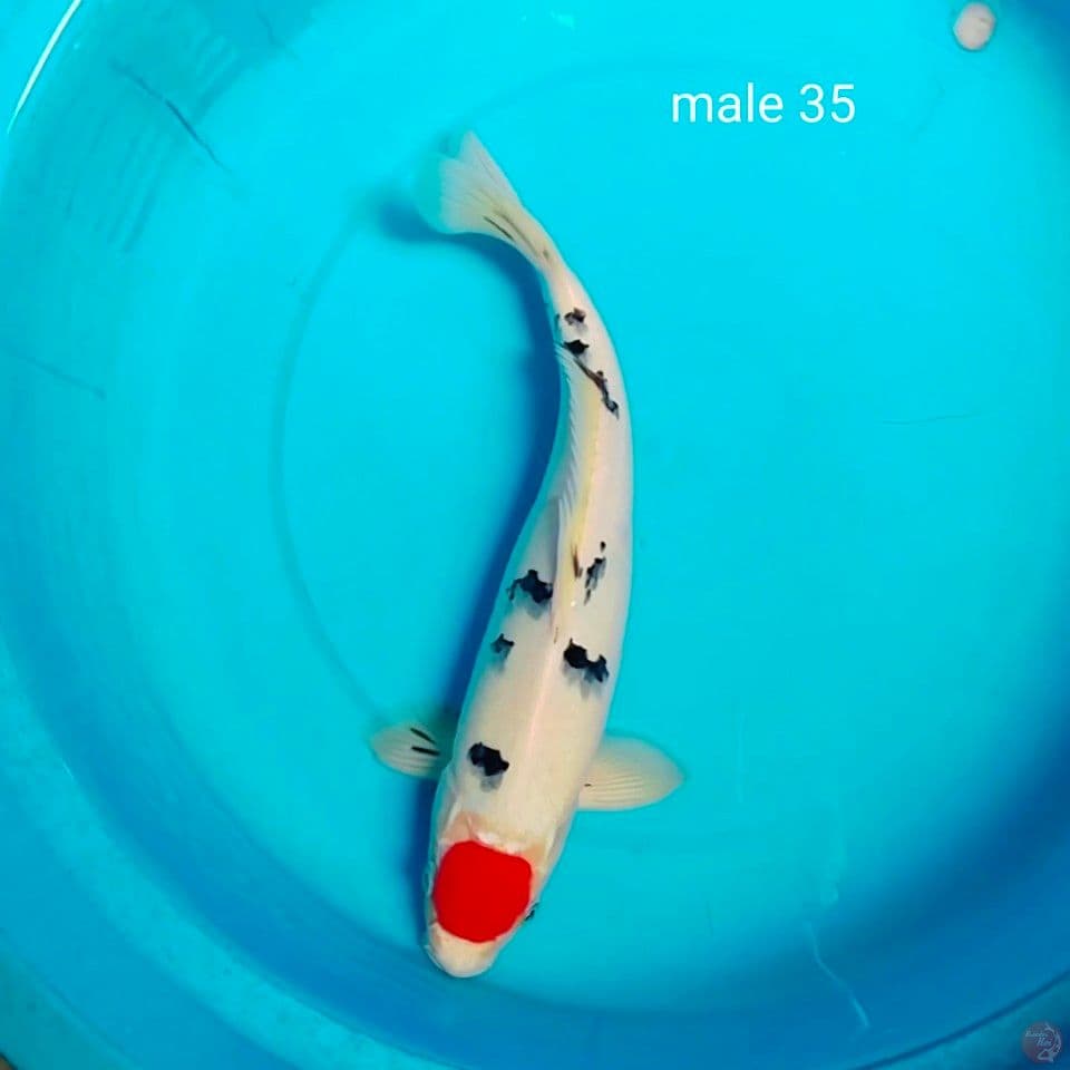 male 35cm
