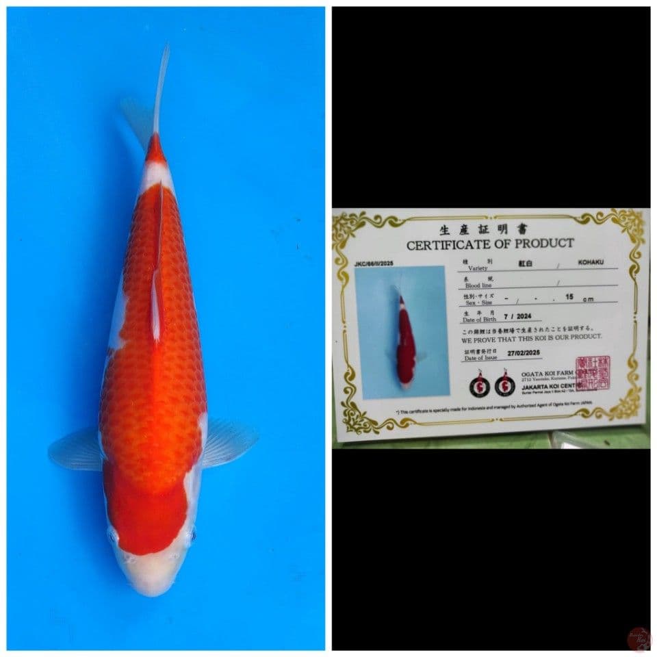 Ogata Kohaku