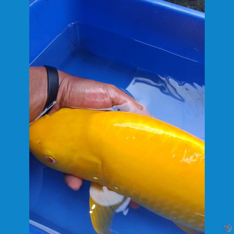 karasi lemon mata merah 45cm