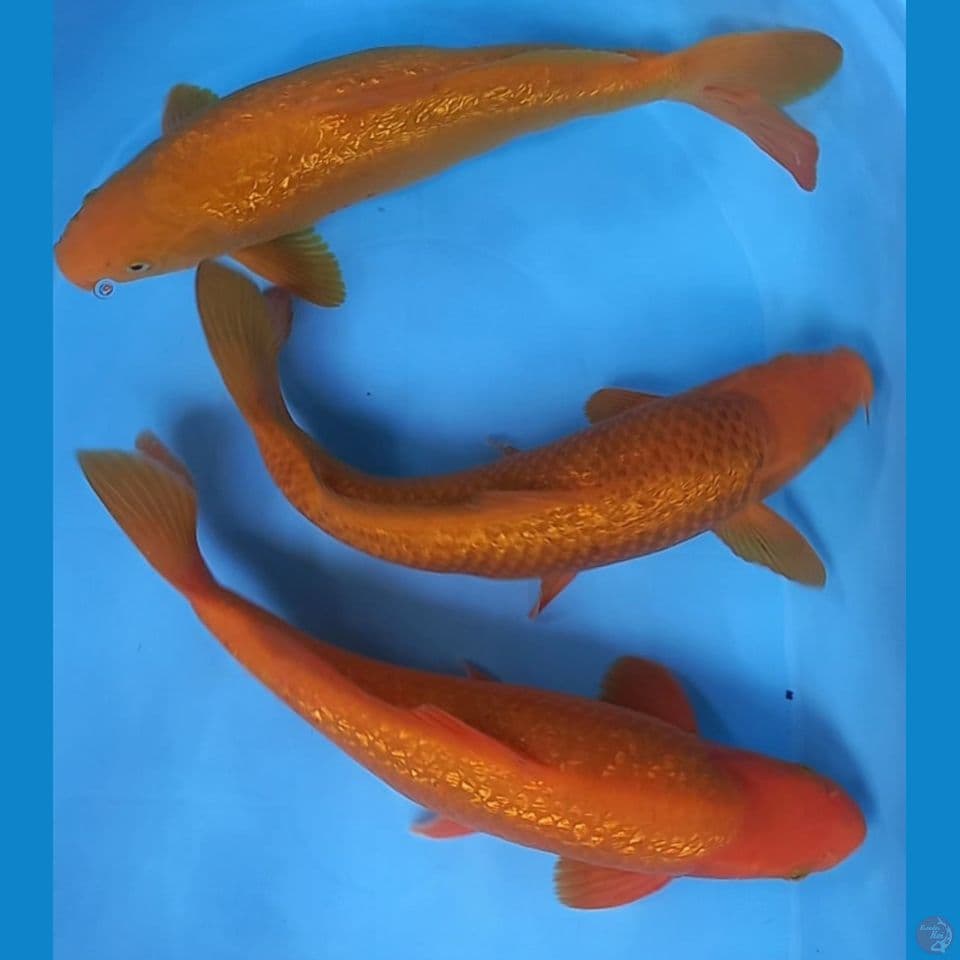 KARASHI,RED KARASHI & KARAMEL 36-37CM