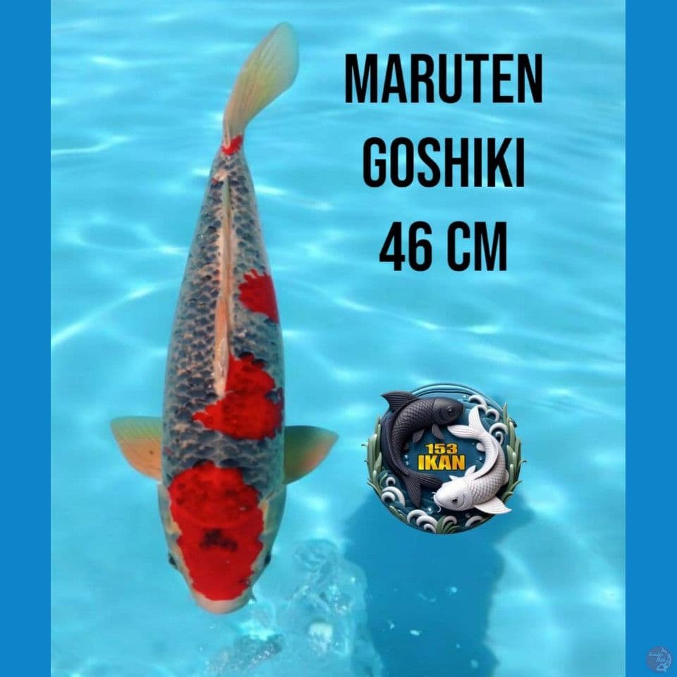 Maruten Goshiki