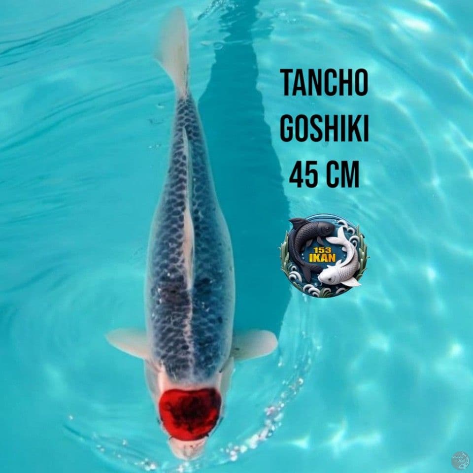Tancho Goshiki