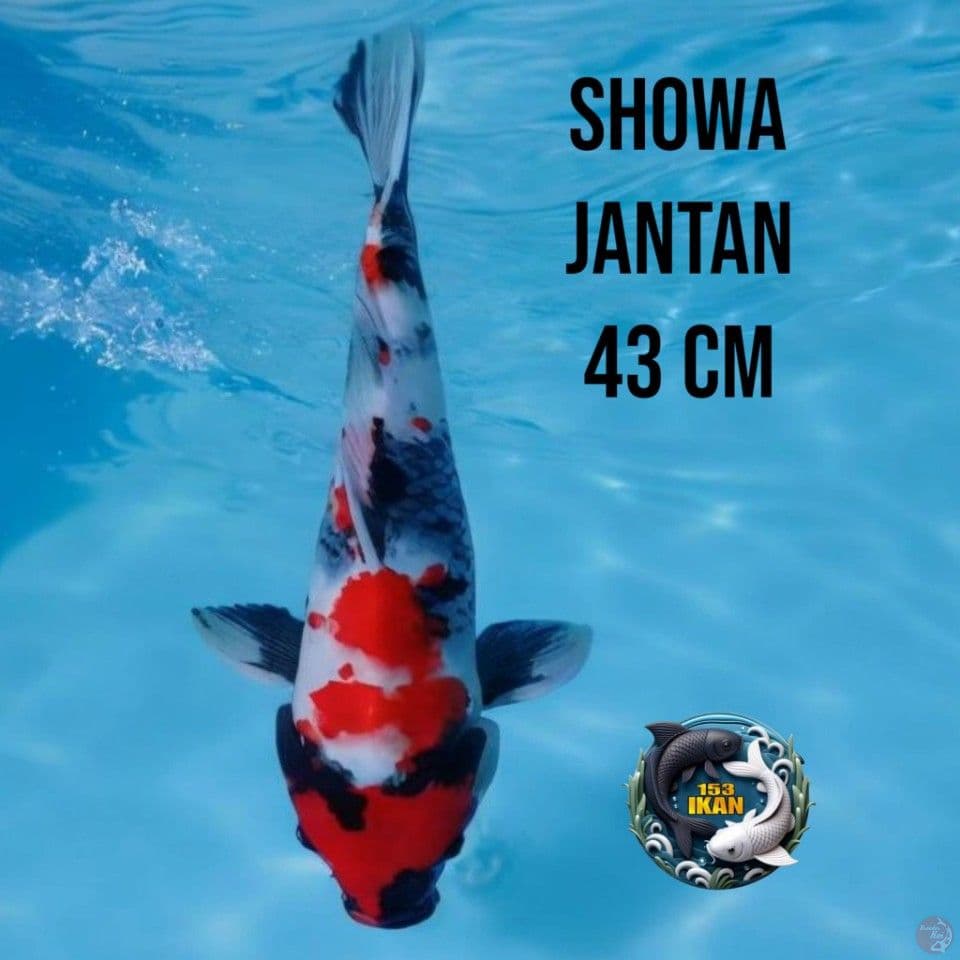 Showa
