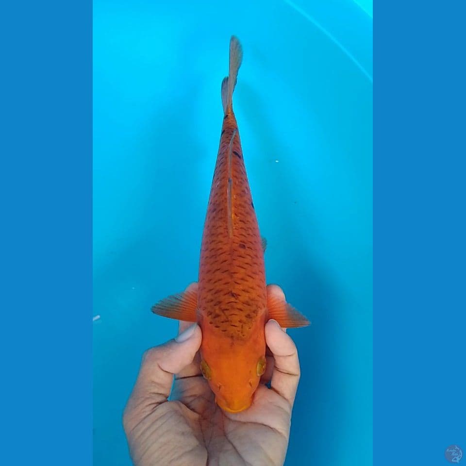 karamel 25cm