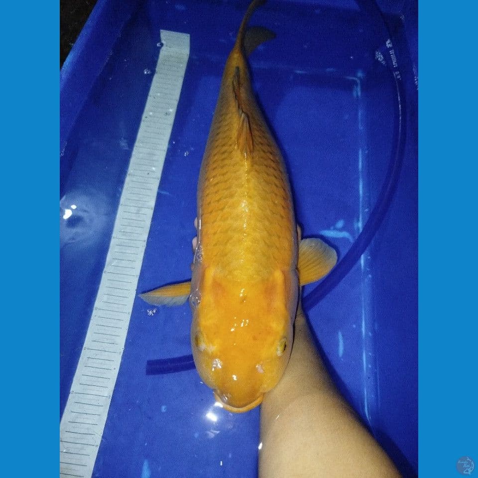 Chagoi 61cm
