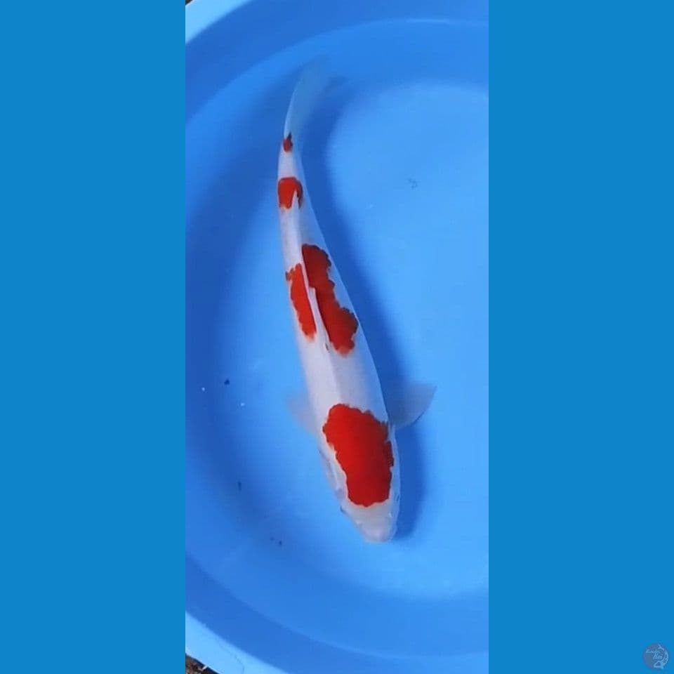 Kohaku 48cm jantan