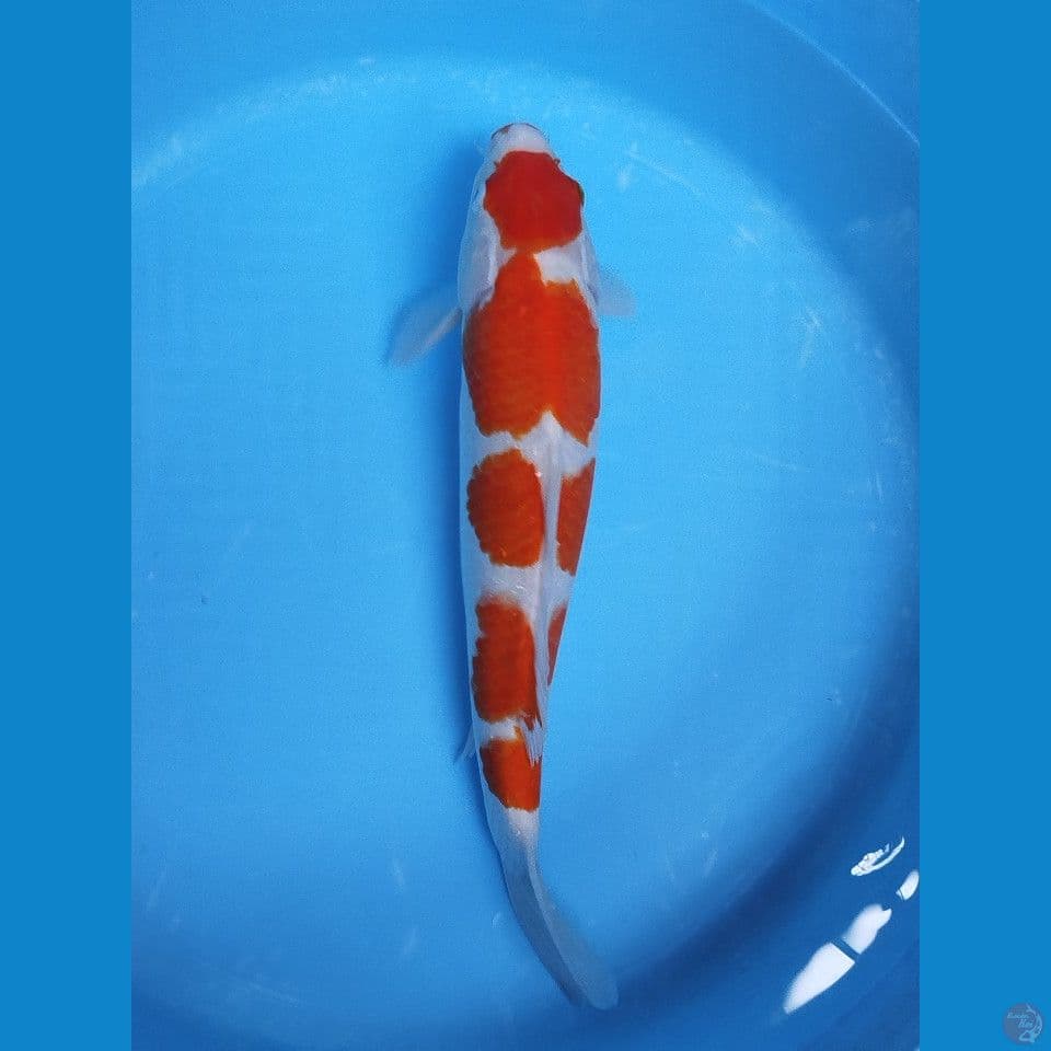 kohaku 43cm