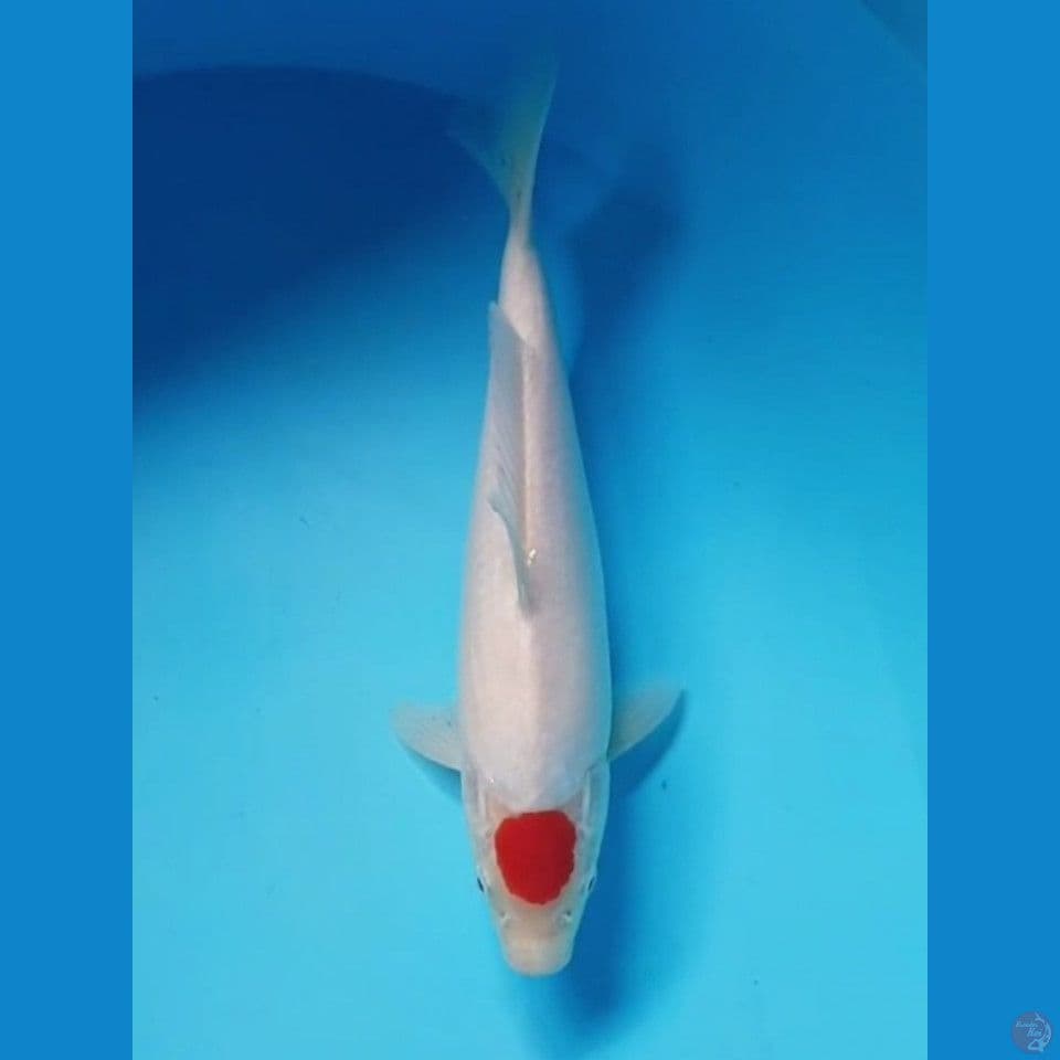 TANCO KOHAKU ORIGINAL 28cm
