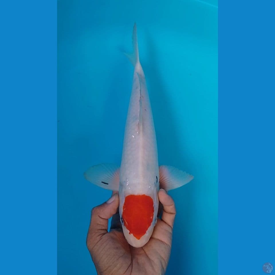 tancho sanke 33cm
