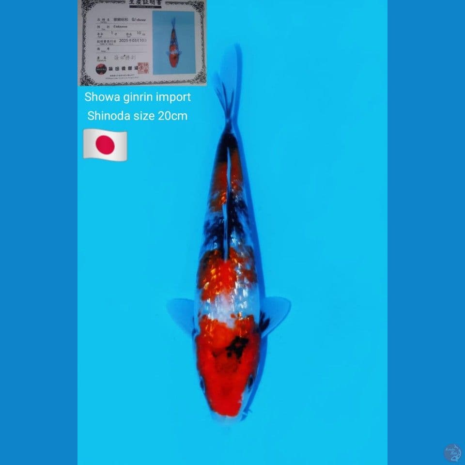 Showa ginrin Shinoda 20cm