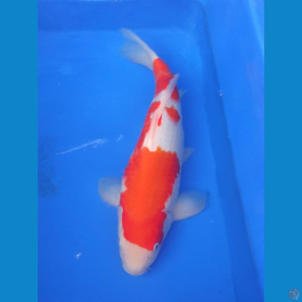 KOHAKU 40 CM MALE