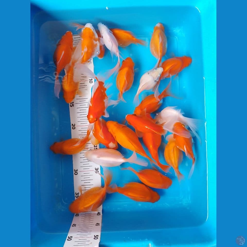 paket tamasaba cocok buat indukan 11 16cm 24 ekor