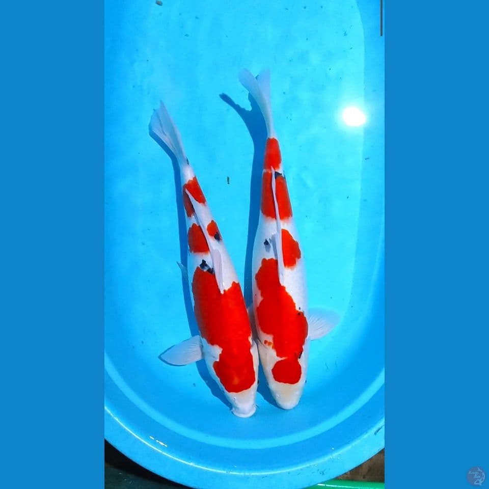 sanke 50cm