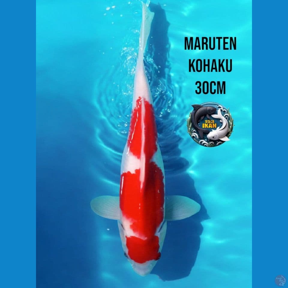 Maruten Kohaku