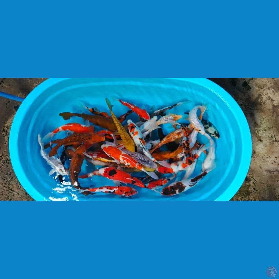 25-32cm Paket mix koi 50 ekor