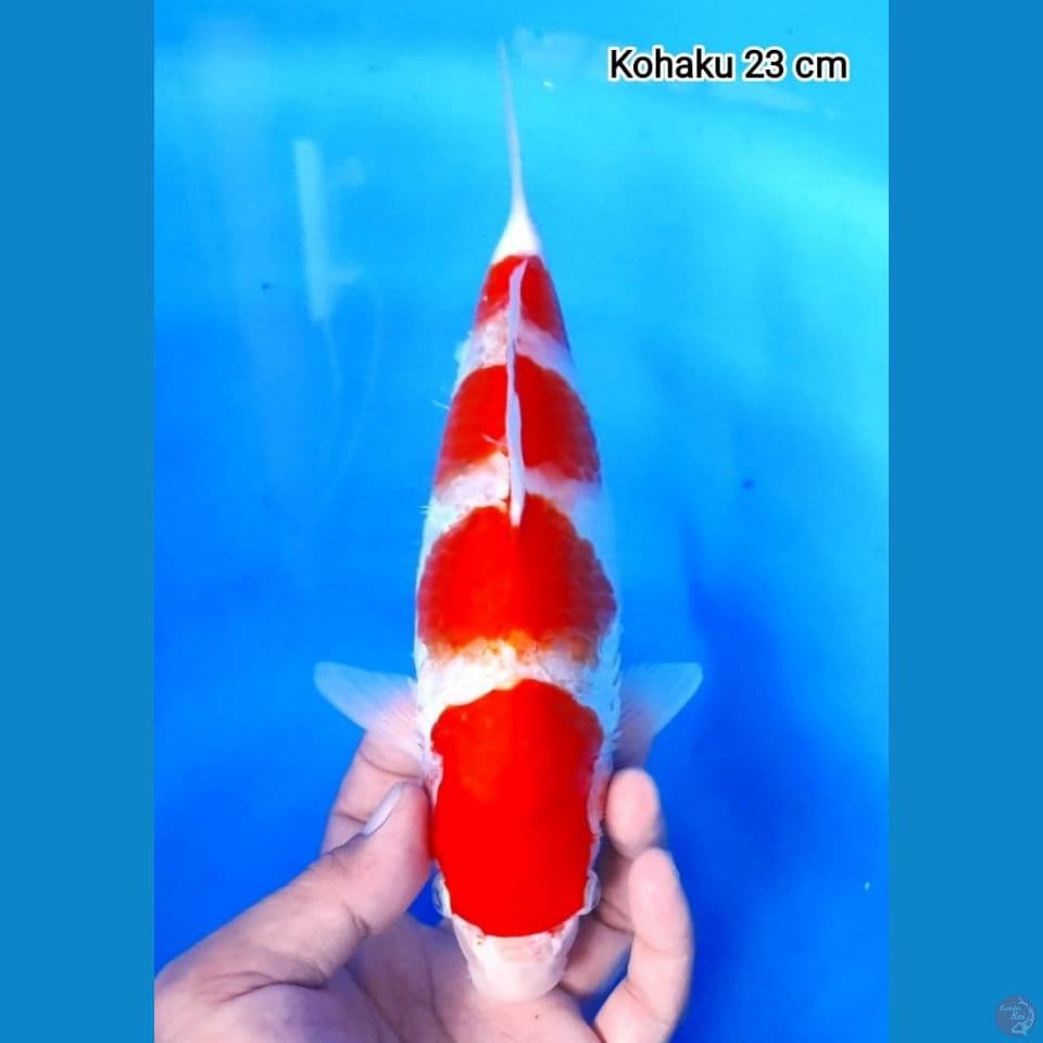 kohaku 23 cm