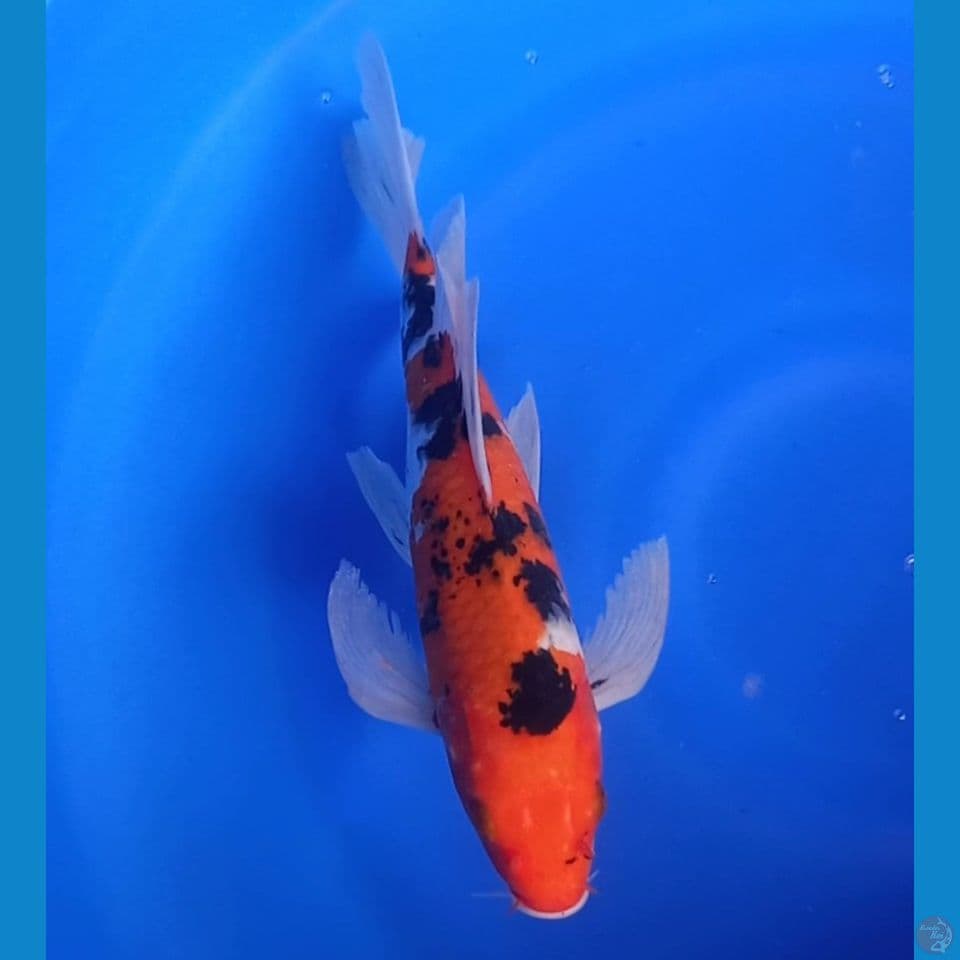 KUMPAY SANKE 32CM