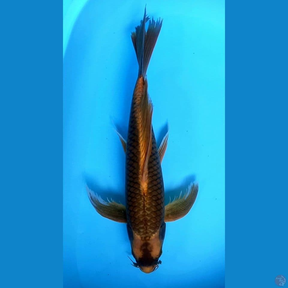 KUMPAY KABUTO 47CM